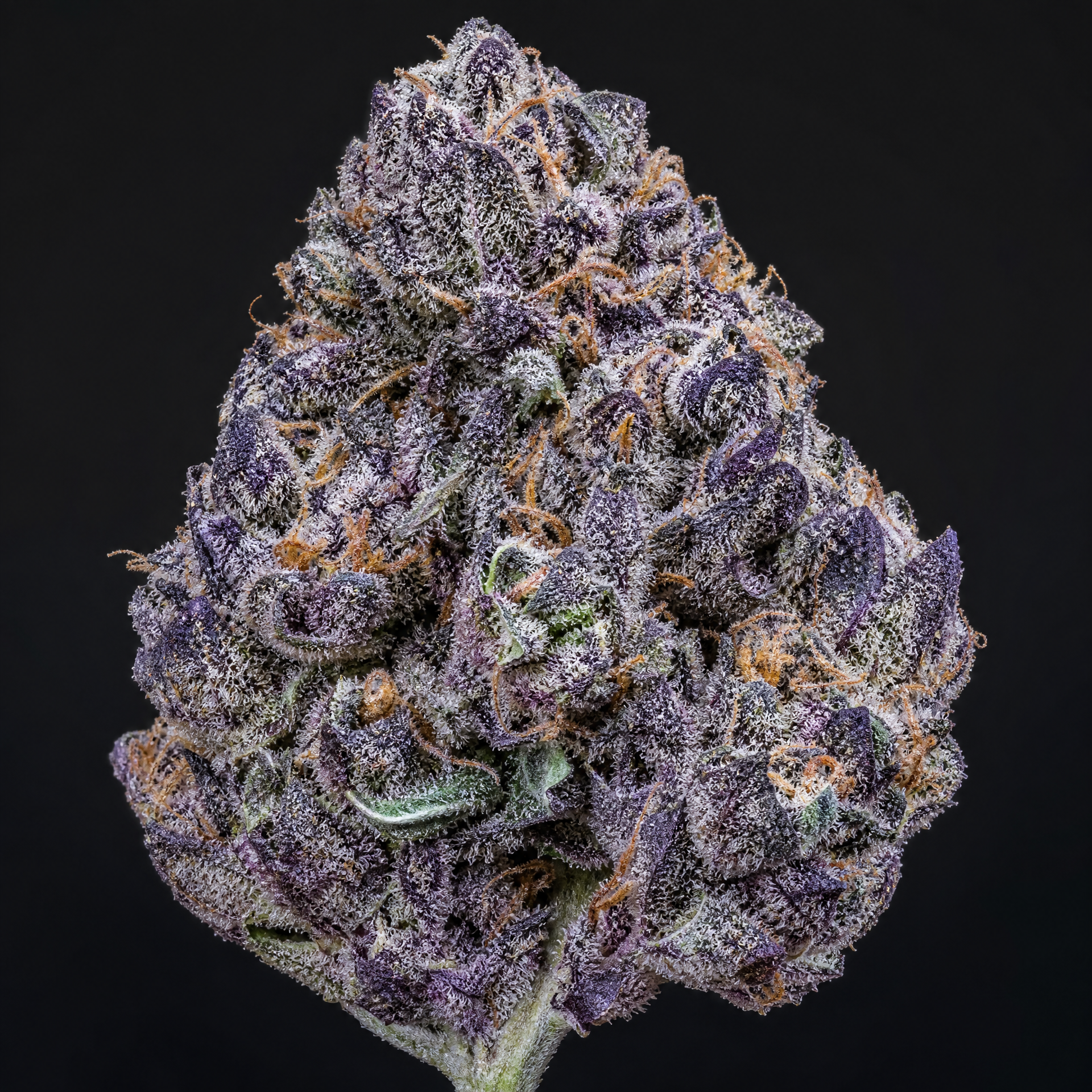 Atomic Blueberry | AAAA | 1LB