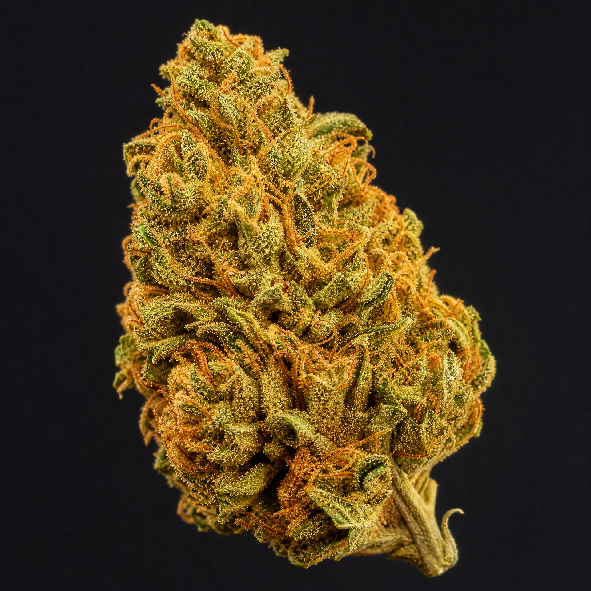 Colombian Gold | AAA | 1LB