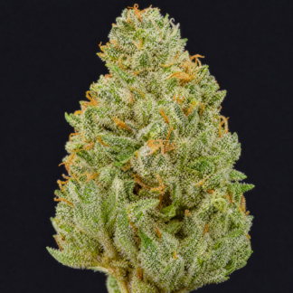 Ghost Train Haze | AAAA | 1LB